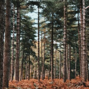 Earth & Ether photo of Norfolk Woodland at Autumn